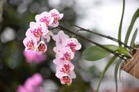 Sudtirol orchidee- Gargazzone