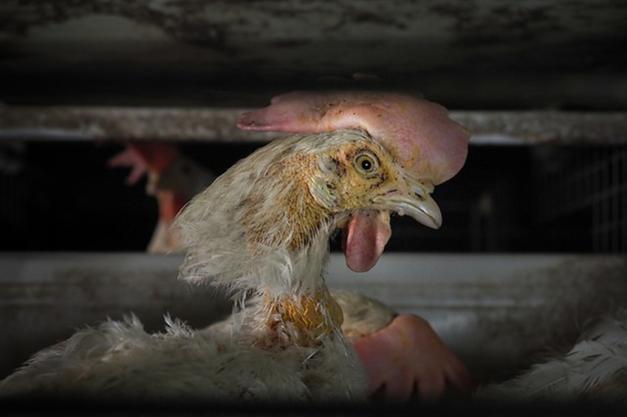 Sos per galline ovaiole in gabbia, denunciato allevamento - Ambiente ed  Energia - Alto Adige