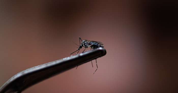 Los casos de dengue aumentan un 86% en Argentina – Salud y Bienestar