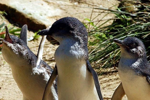 Risultati immagini per nuova zelanda due pinguini blu al nel ristorante Sushi B di Wellington?